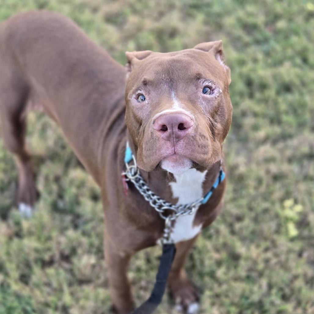Enlarge Corky, a Adoptable mixed breed in East Saint Louis, IL image 3/6