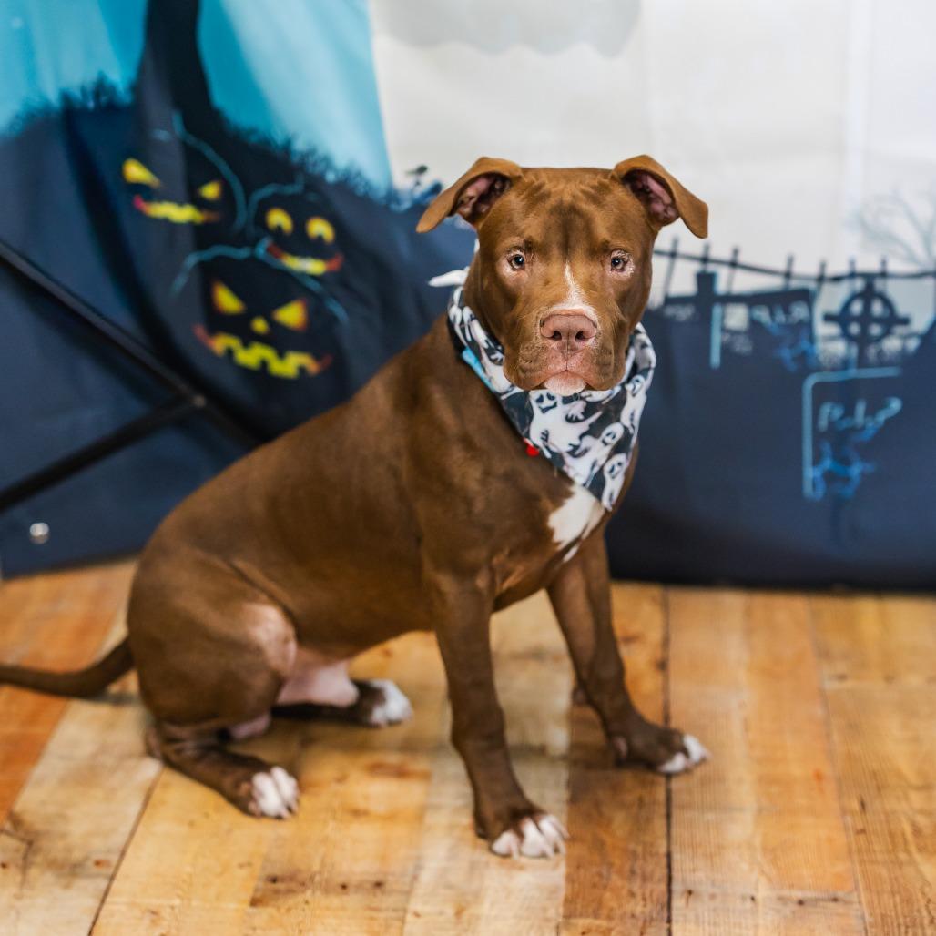 Enlarge Corky, a Adoptable mixed breed in East Saint Louis, IL image 4/6