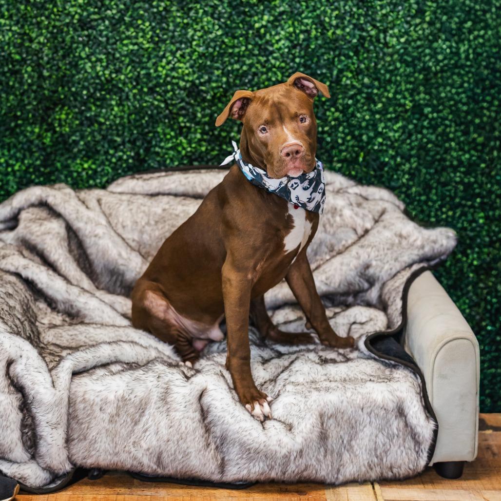 Enlarge Corky, a Adoptable mixed breed in East Saint Louis, IL image 5/6