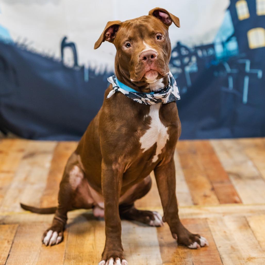 Enlarge Corky, a Adoptable mixed breed in East Saint Louis, IL image 6/6