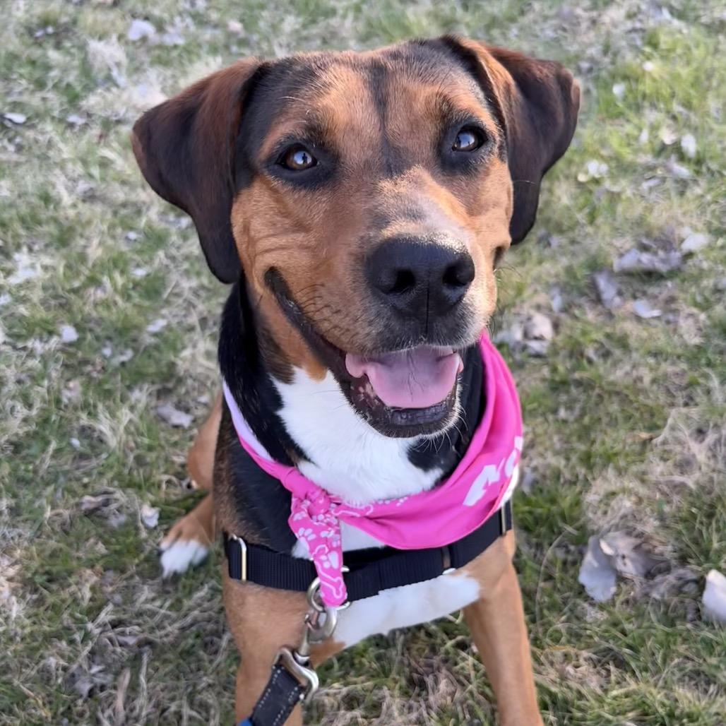 Enlarge Sasha P4P, a Adoptable mixed breed in St Joseph, MO image 1/5