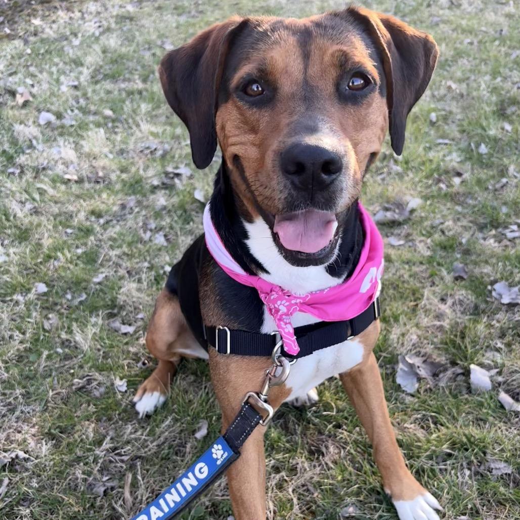 Enlarge Sasha P4P, a Adoptable mixed breed in St Joseph, MO image 2/5