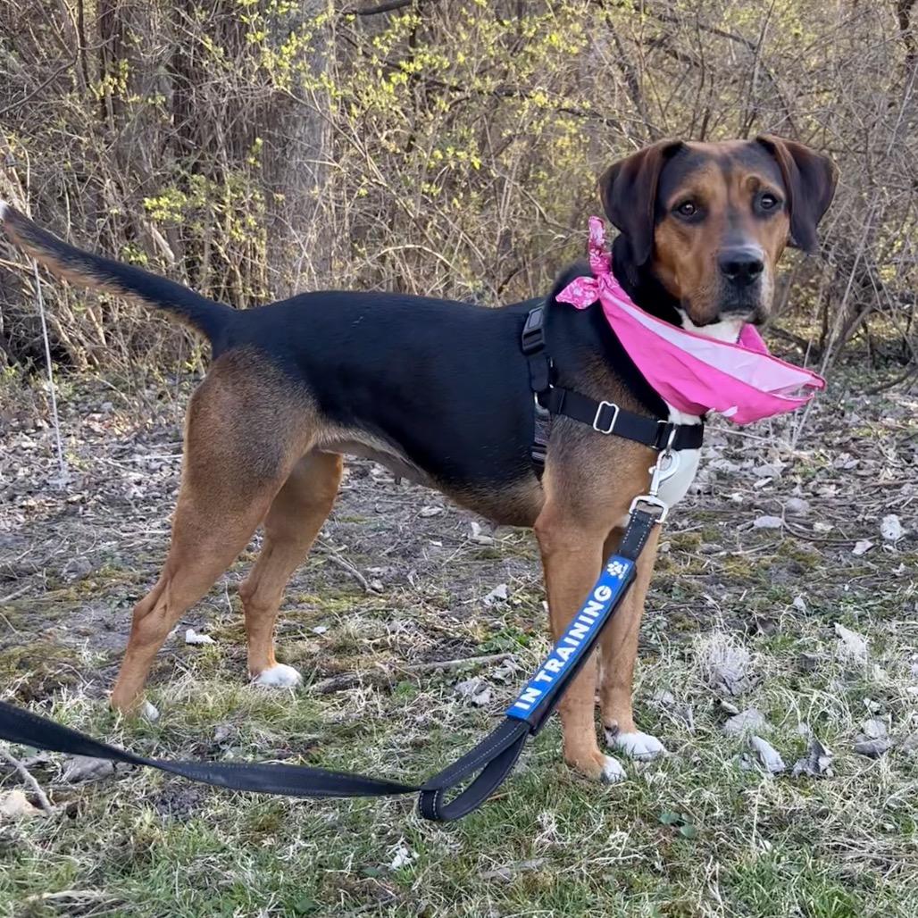 Enlarge Sasha P4P, a Adoptable mixed breed in St Joseph, MO image 3/5