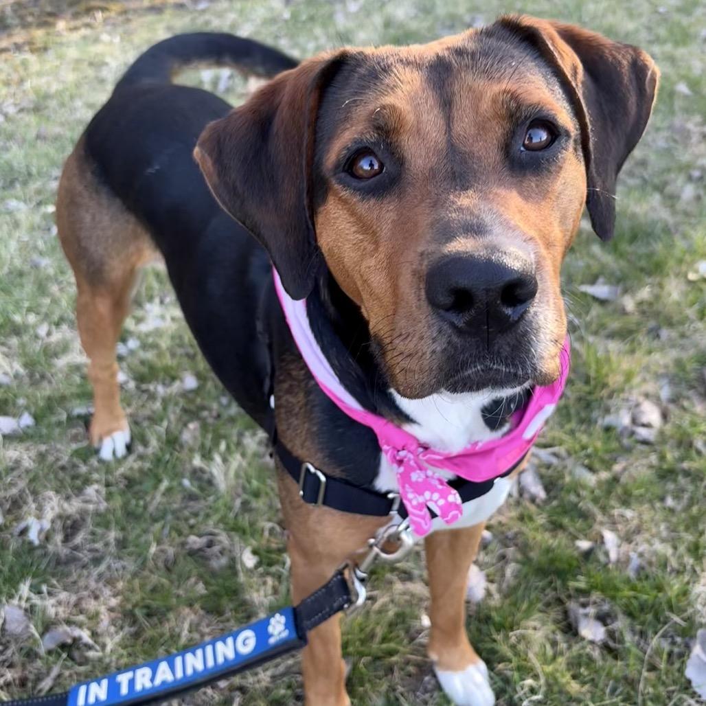 Enlarge Sasha P4P, a Adoptable mixed breed in St Joseph, MO image 4/5