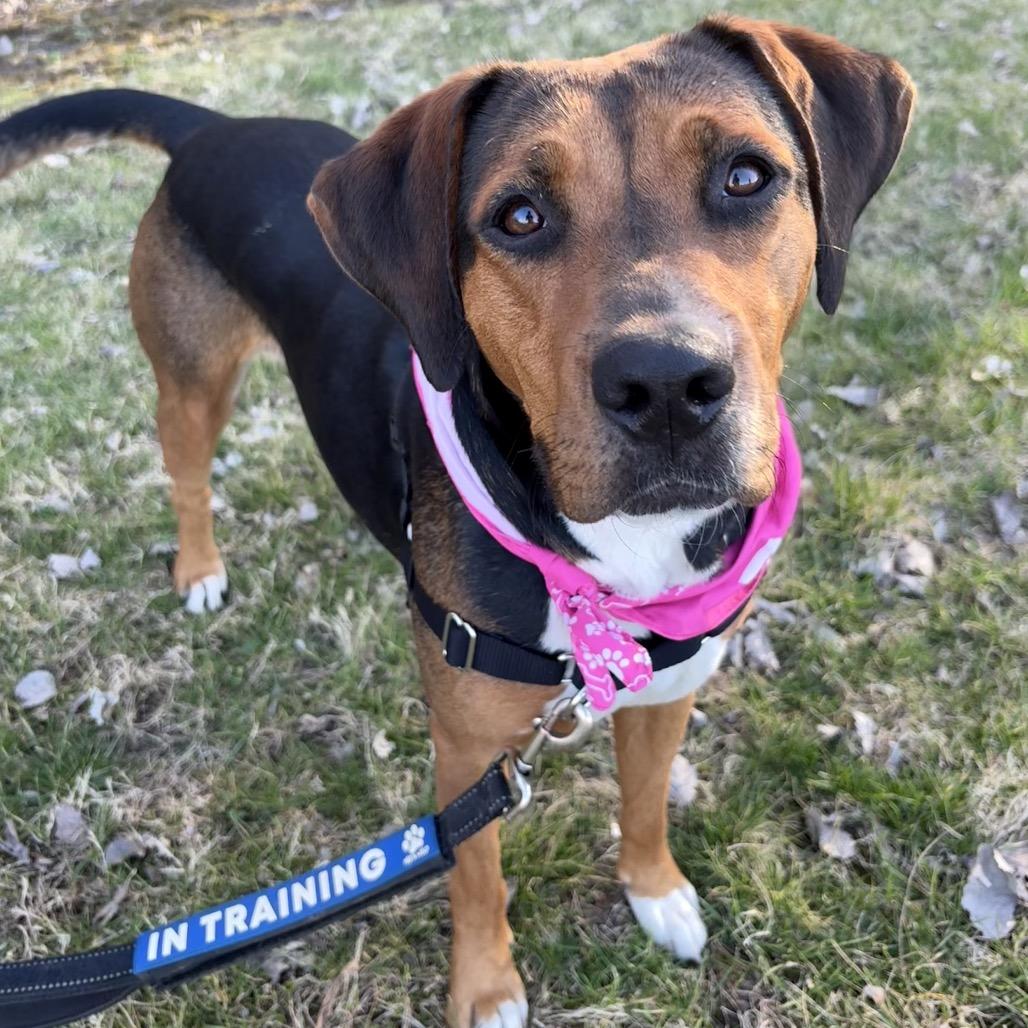 Enlarge Sasha P4P, a Adoptable mixed breed in St Joseph, MO image 5/5