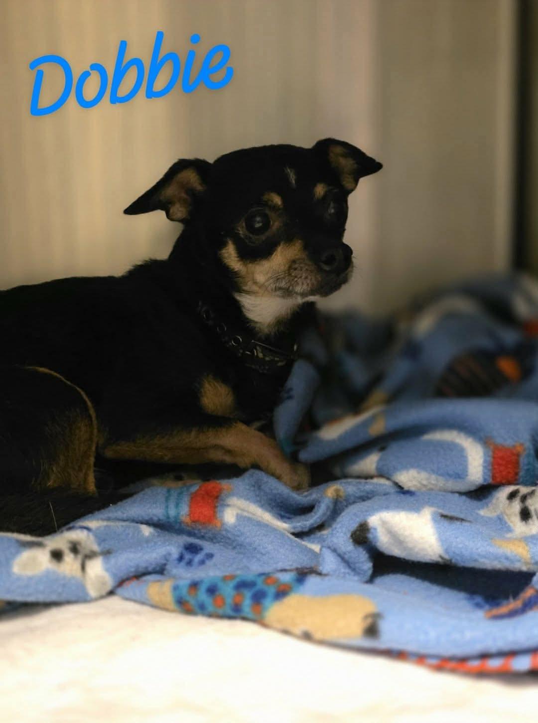 Dobbie, Adoptable, Adult Male Chihuahua & Terrier.
