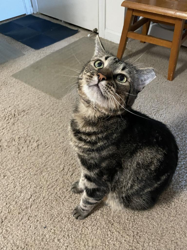 Enlarge Ginger, a Adoptable mixed breed in St. Cloud, MN image 1/1