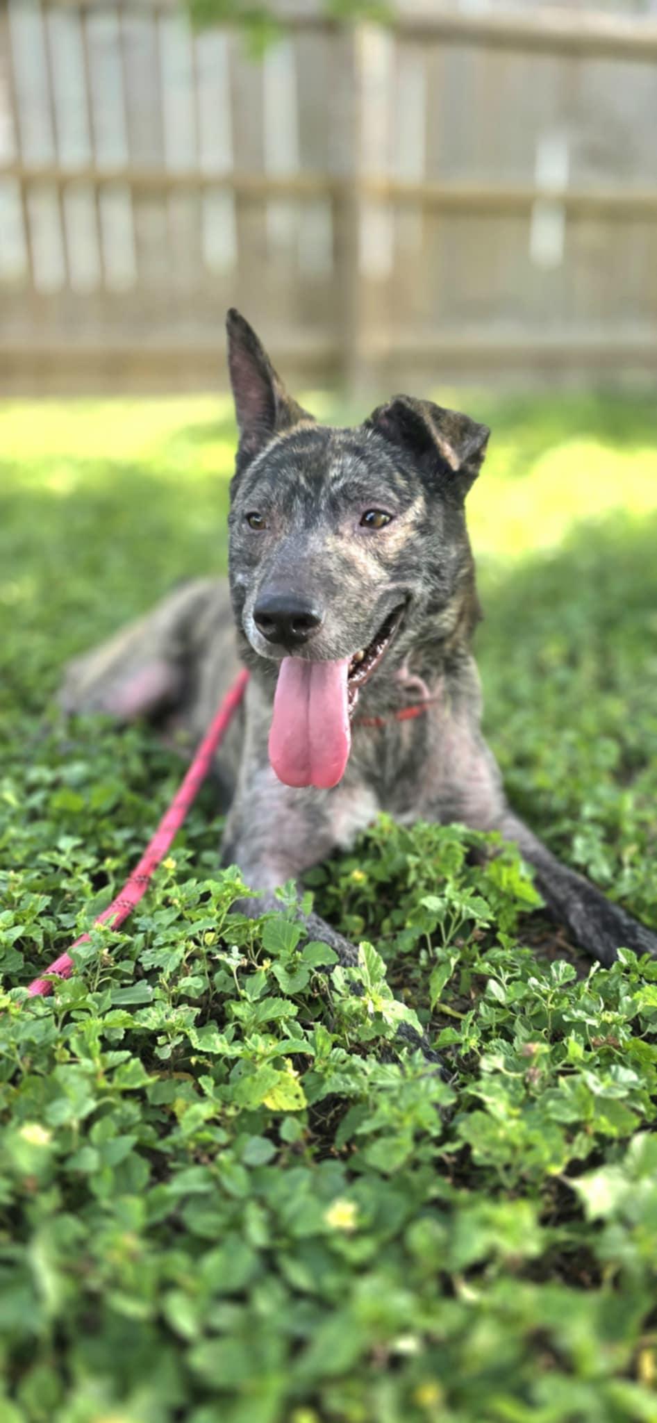 Enlarge Chimichanga, a Adoptable mixed breed in New Milford, CT image 1/5