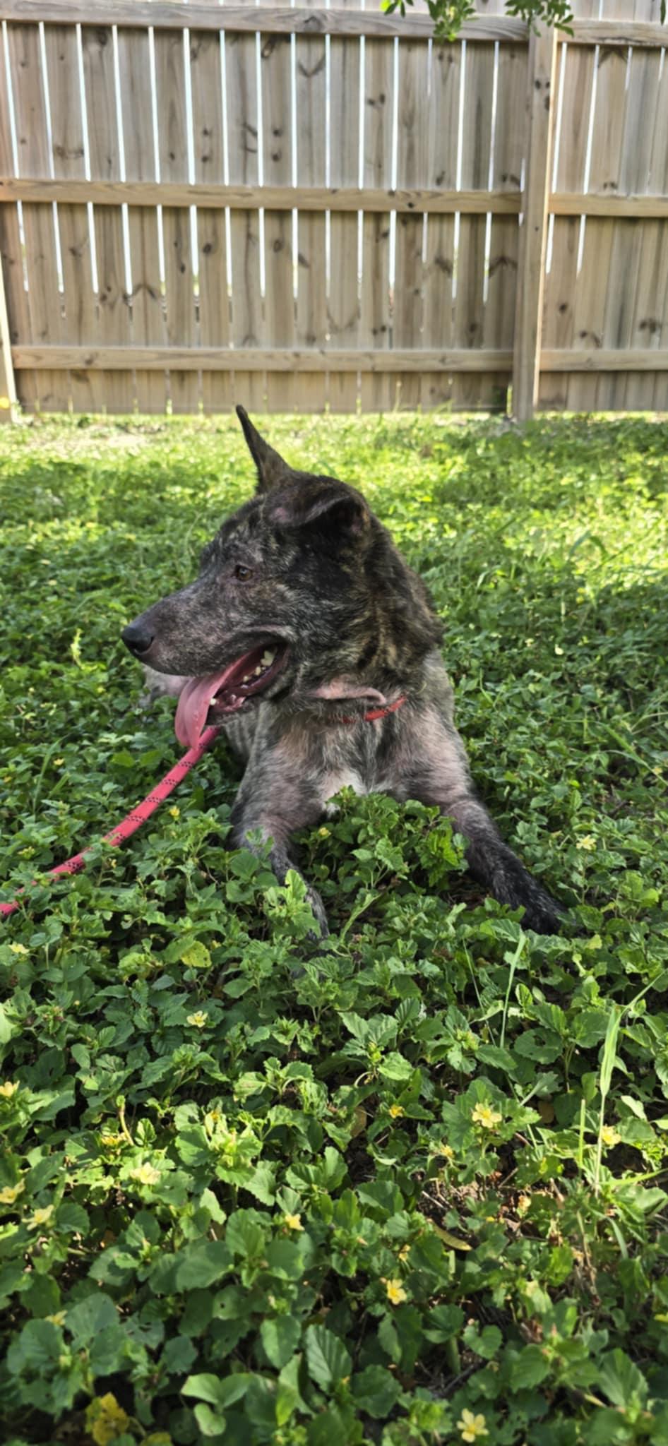 Enlarge Chimichanga, a Adoptable mixed breed in New Milford, CT image 2/5