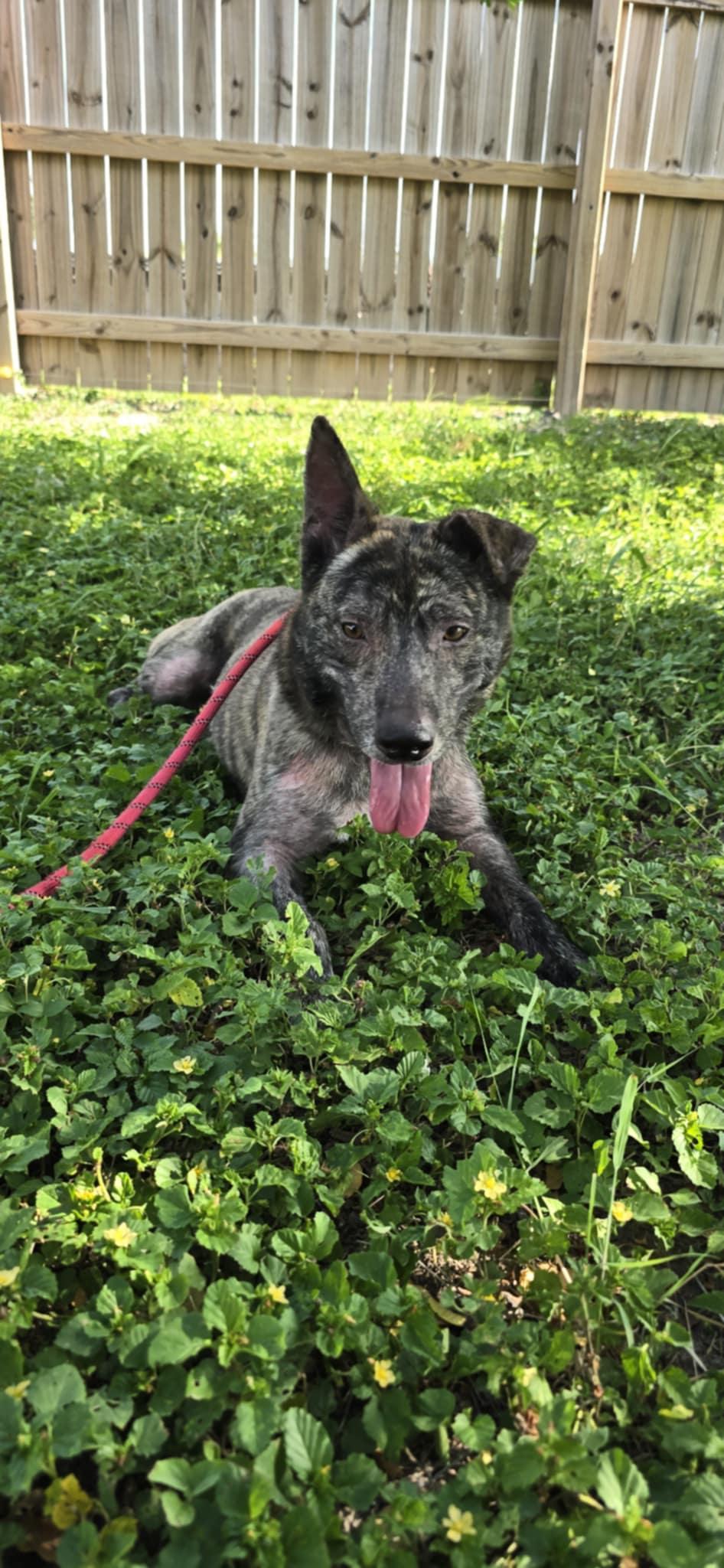 Enlarge Chimichanga, a Adoptable mixed breed in New Milford, CT image 3/5