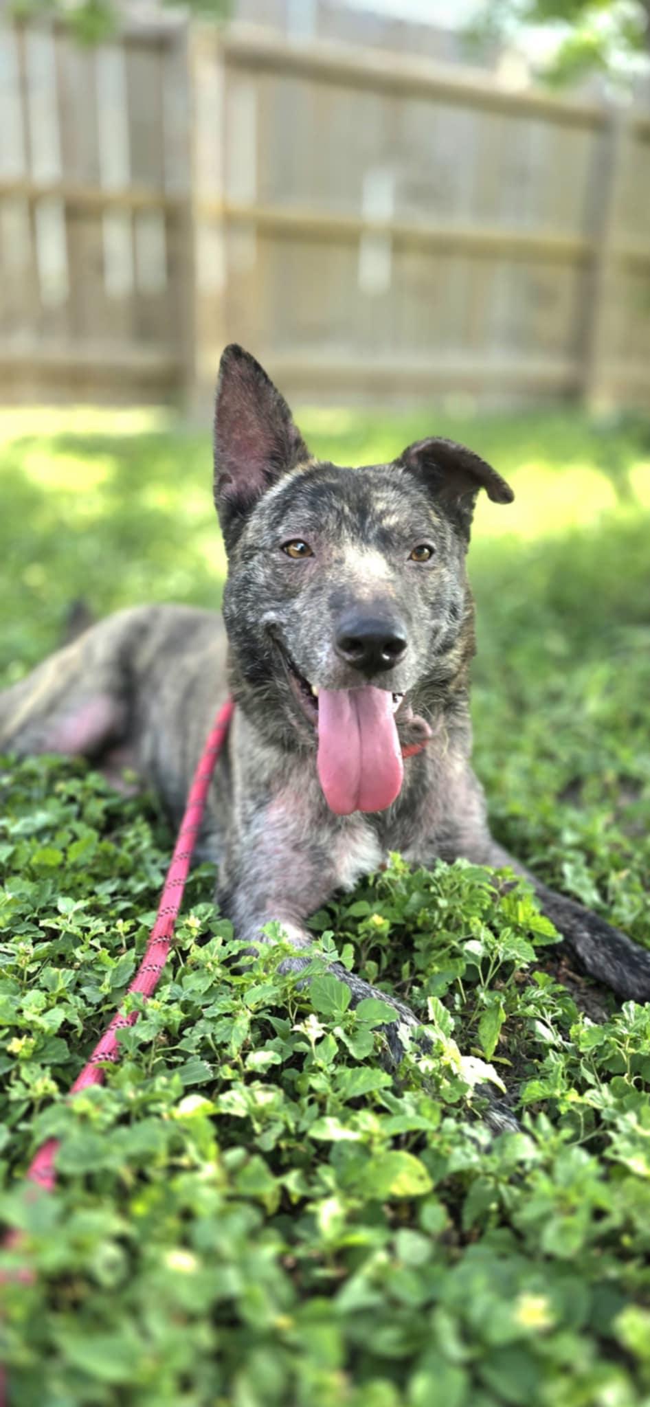 Enlarge Chimichanga, a Adoptable mixed breed in New Milford, CT image 4/5