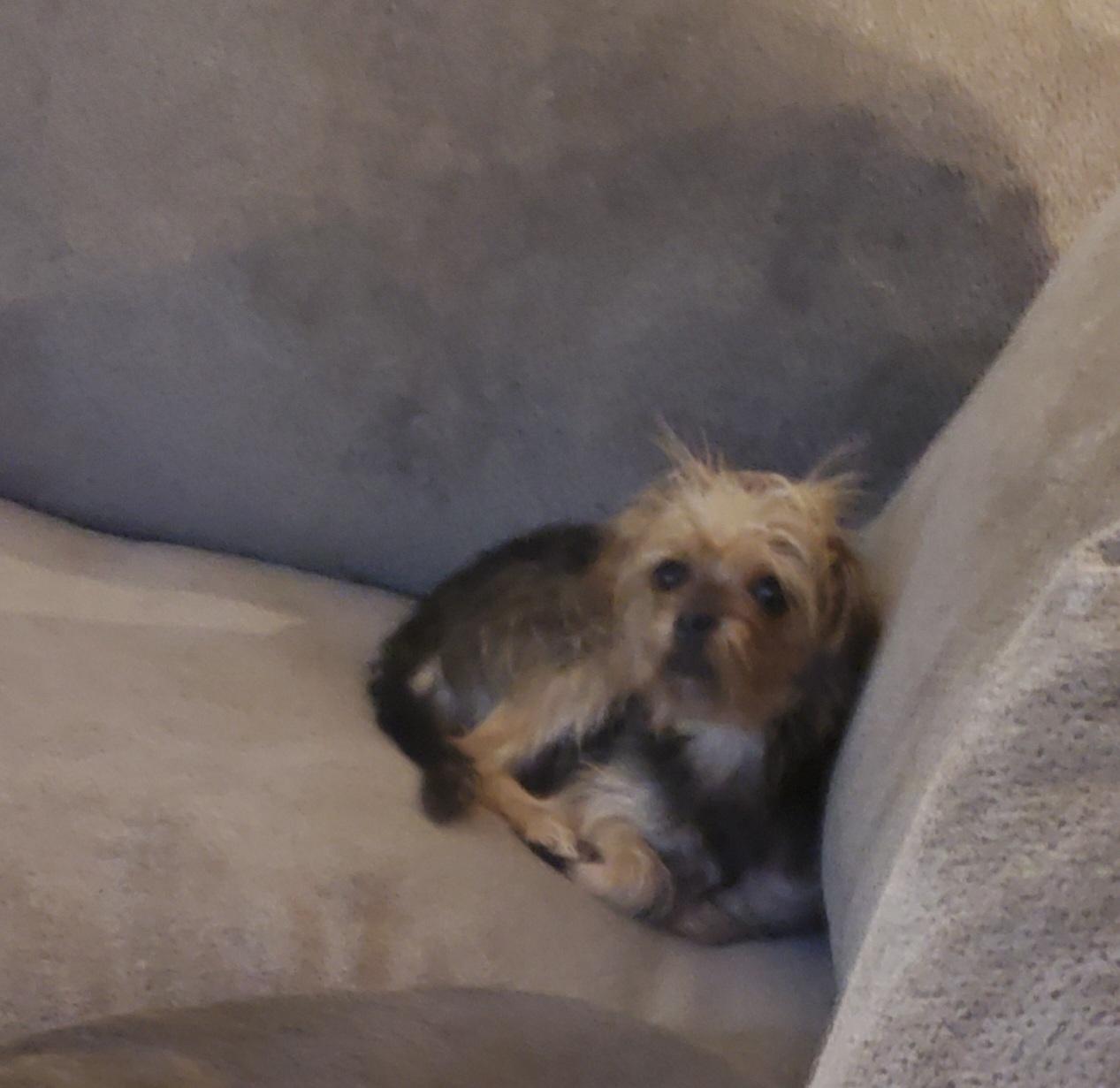 Enlarge Mitzi, a Adoptable mixed breed in Auburn, GA image 3/3