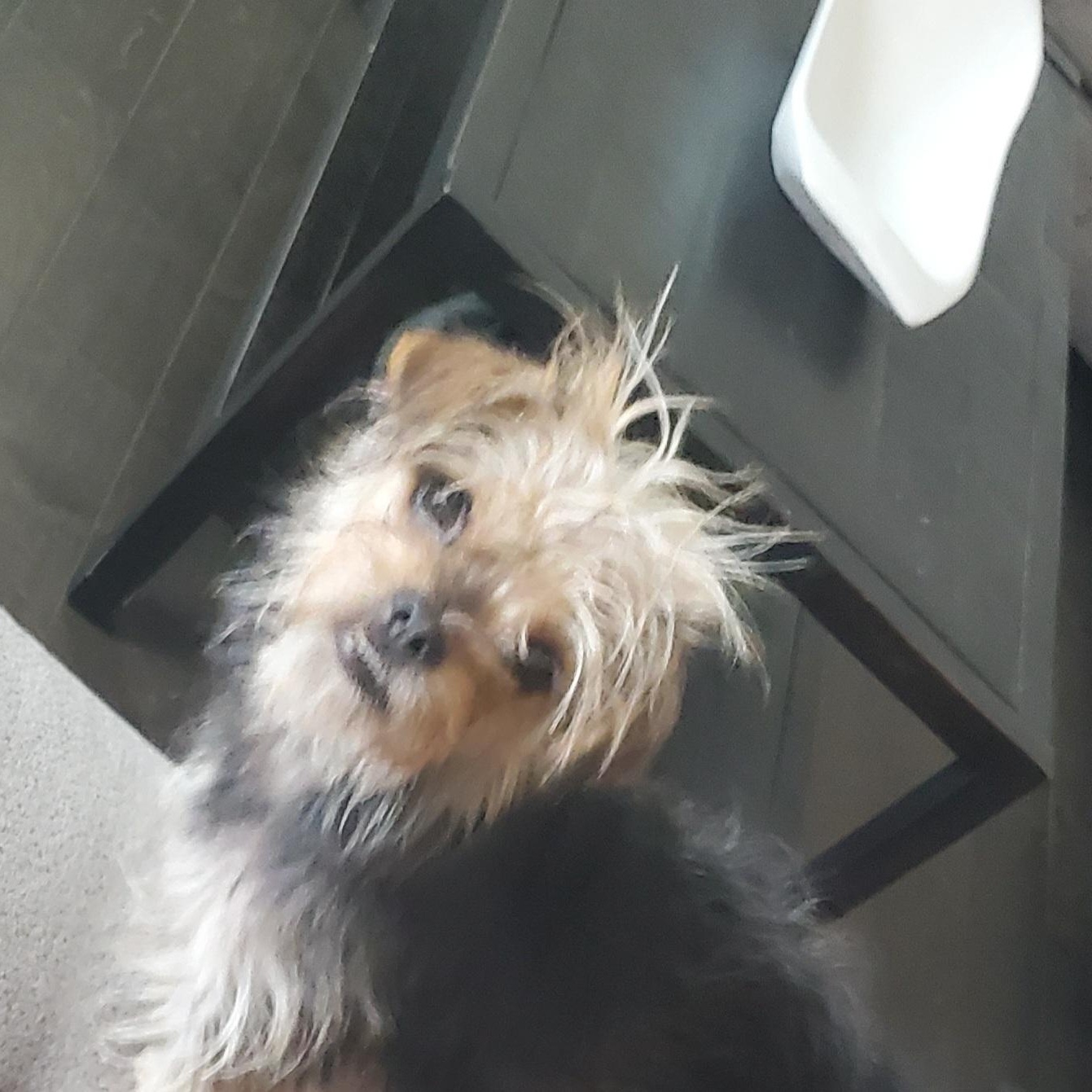 Mitzi, Adoptable, Adult Female Yorkshire Terrier.