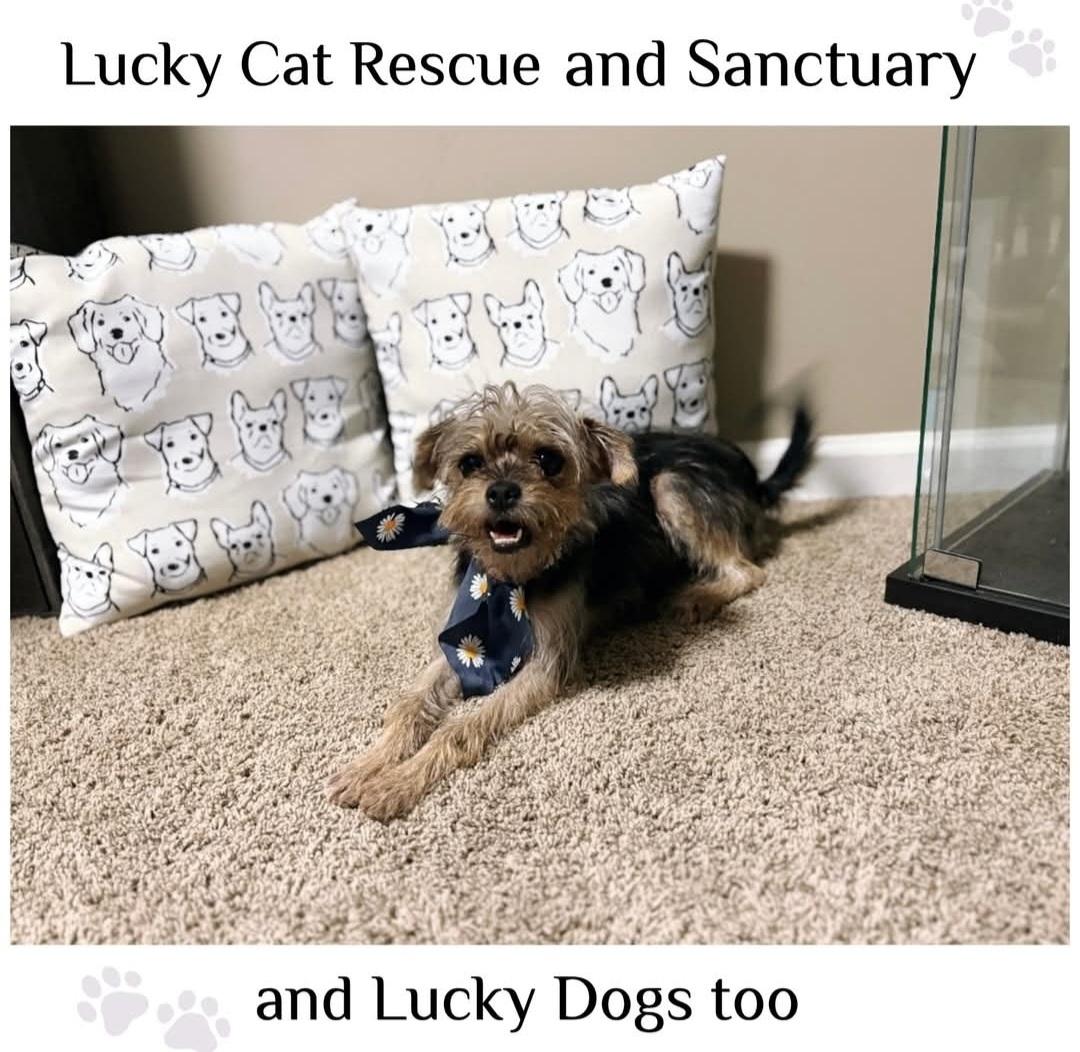 Enlarge Mitzi, a Adoptable mixed breed in Auburn, GA image 1/1