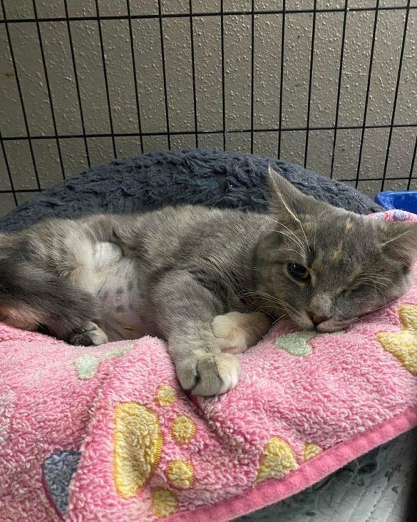 Star (bonded with Nugget), an adoptable Calico in RICHMOND, TX, 77406 | Photo Image 2