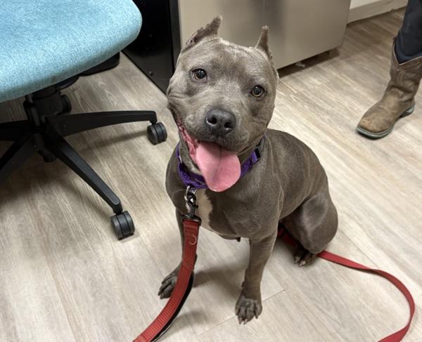 Enlarge Lady, a Adoptable mixed breed in Oceanside, CA image 1/1