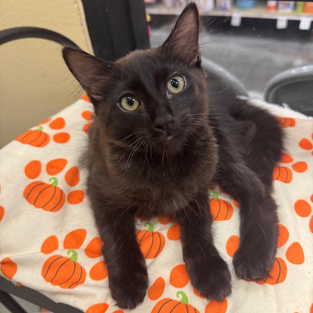 Enlarge Licorice aka Jasper, a Adoptable Domestic Short Hair in Chatsworth, CA image 1/1