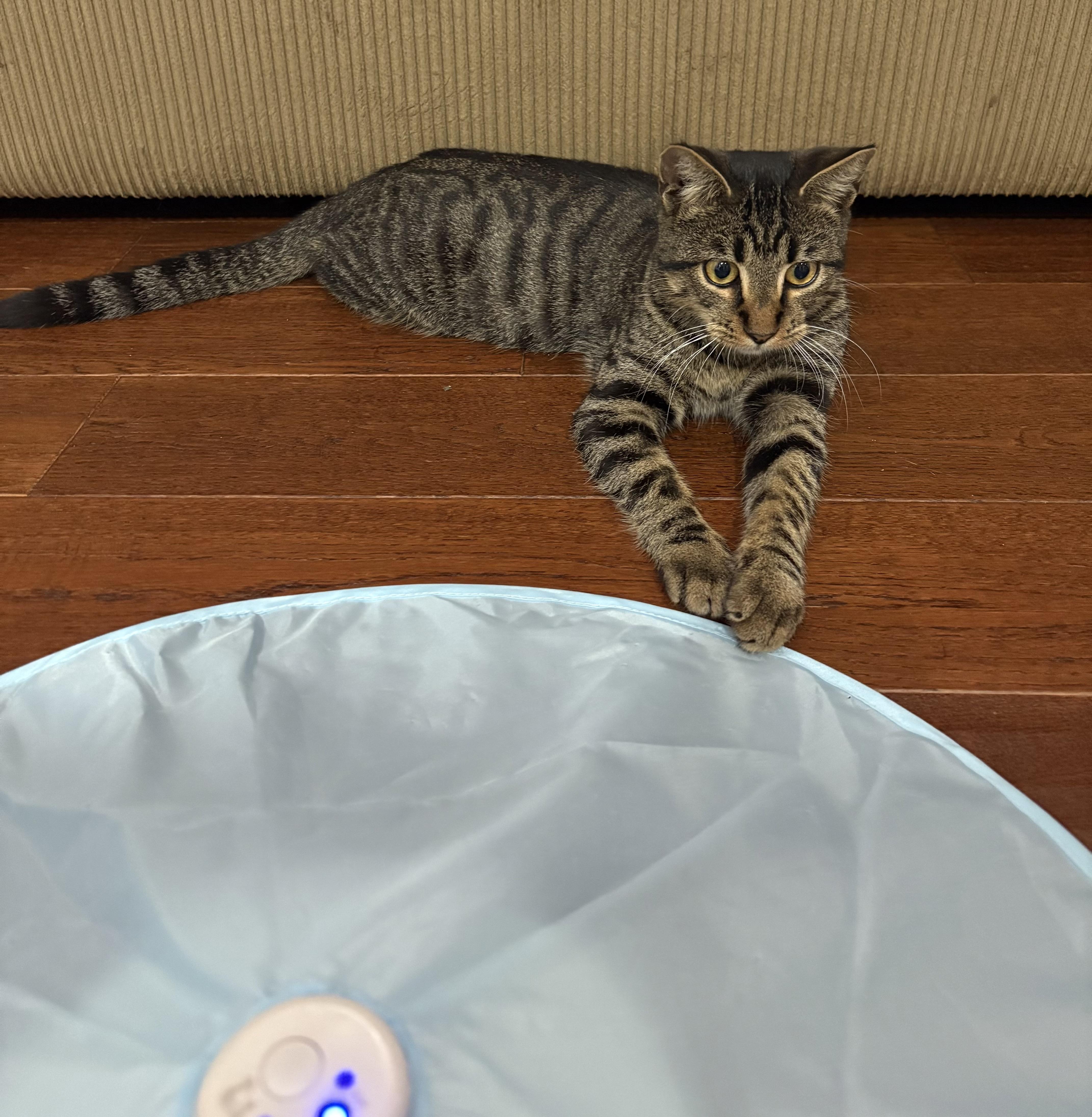 Forest - North Conroe Petsmart