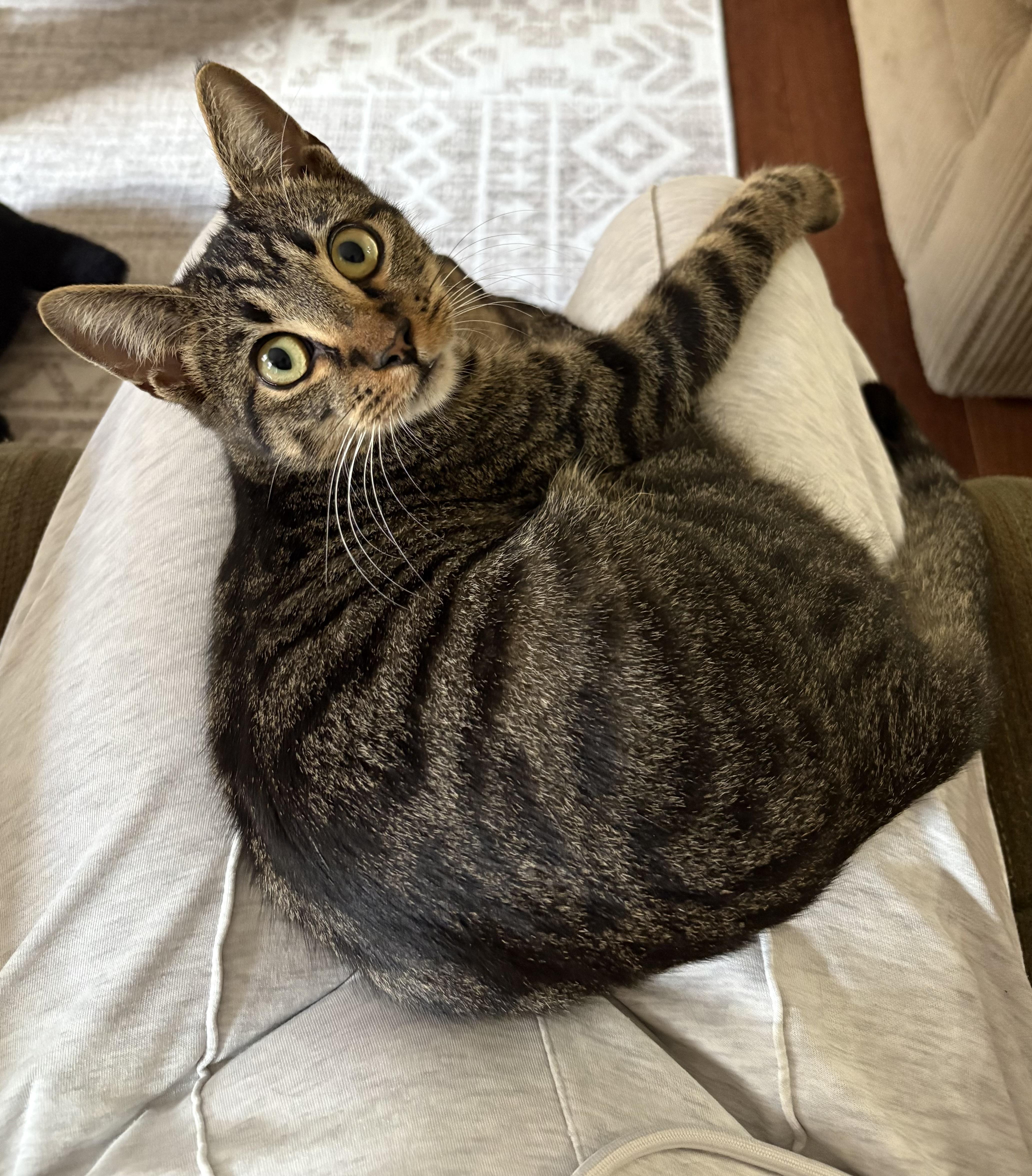 Forest - North Conroe Petsmart