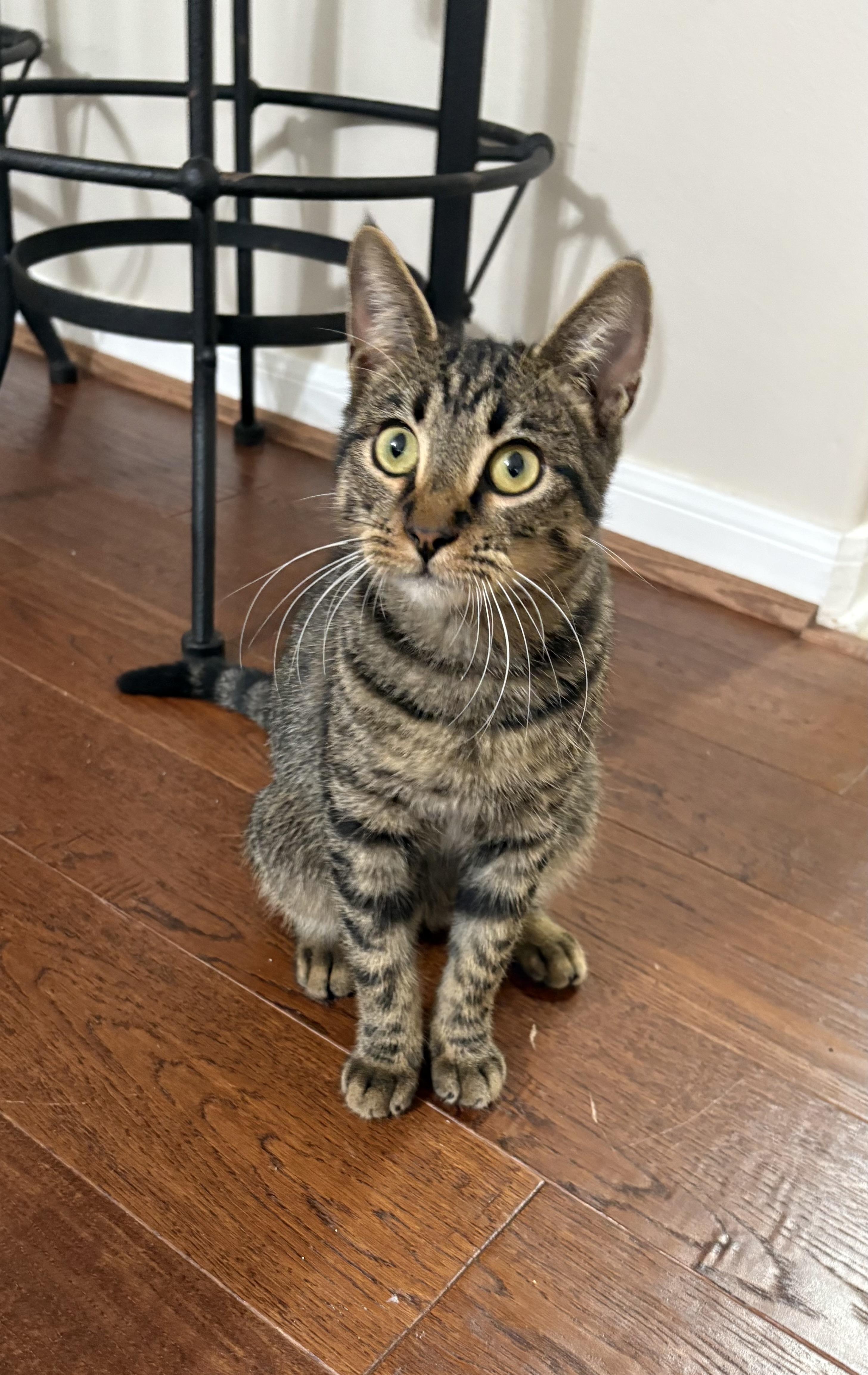 Forest - North Conroe Petsmart