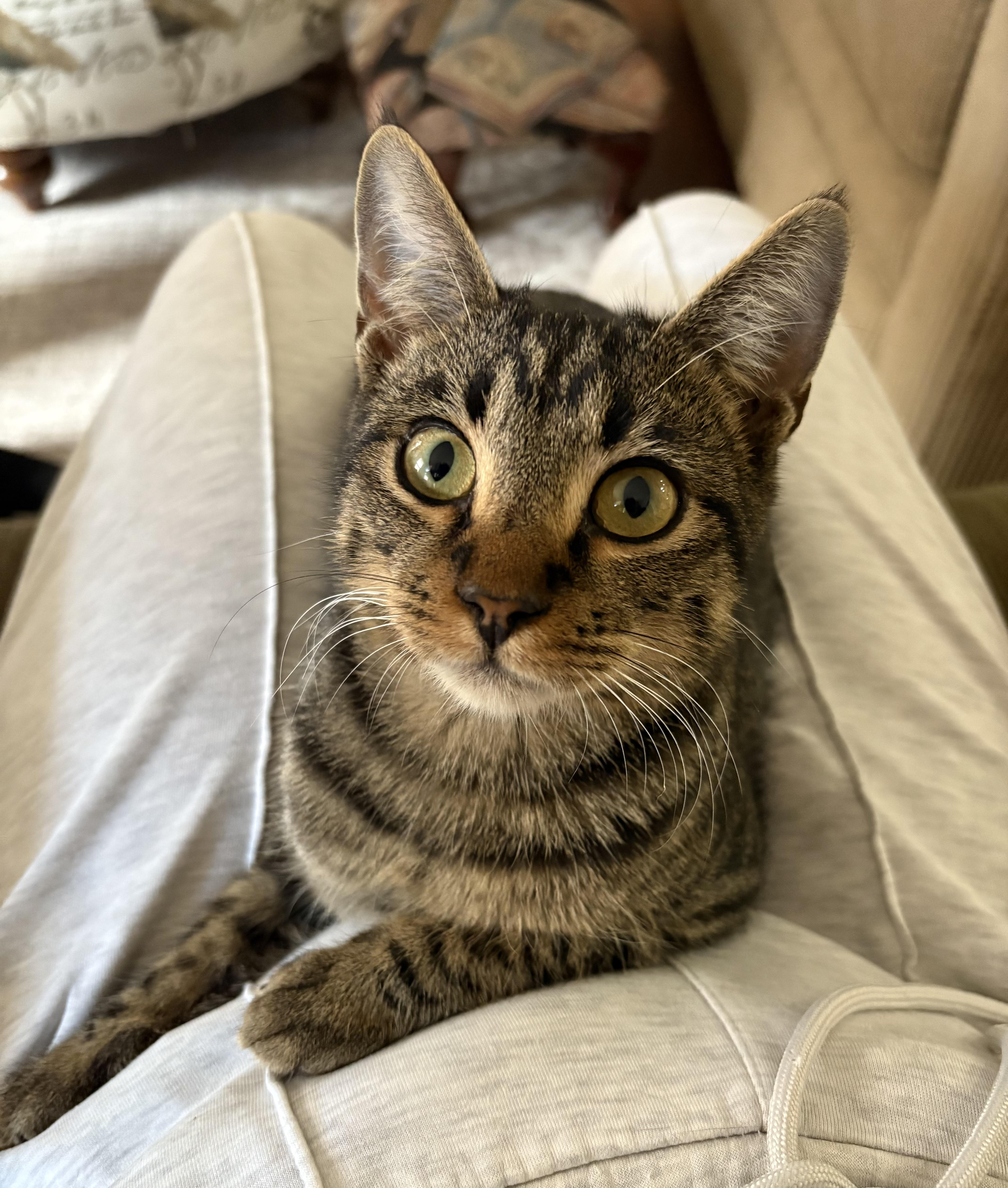 Forest - North Conroe Petsmart