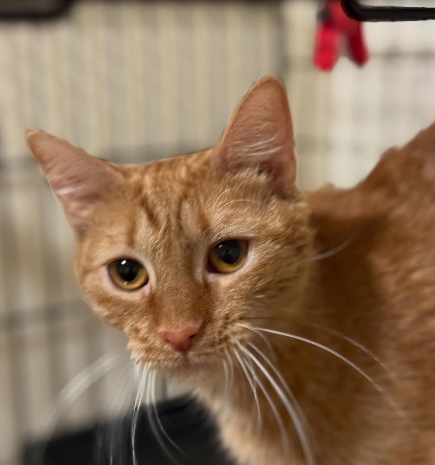 Beatrice, adopted, Young Female Domestic Short Hair.