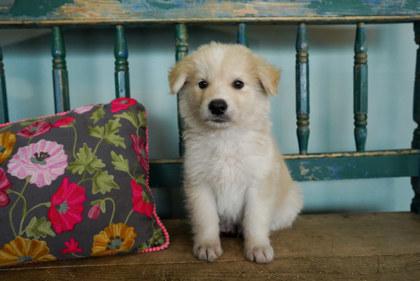 Enlarge Parker, an adopted mixed breed in San Antonio, TX image 1/1