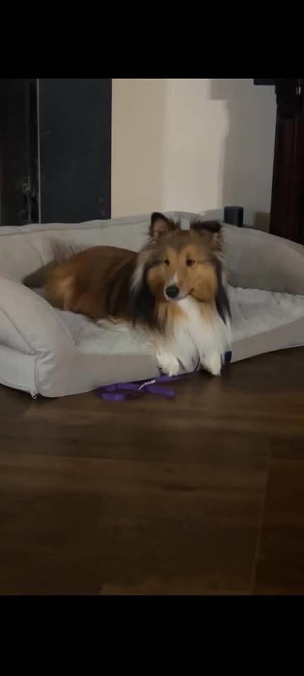 Jazz, a Adoptable Shetland Sheepdog / Sheltie image 1/2