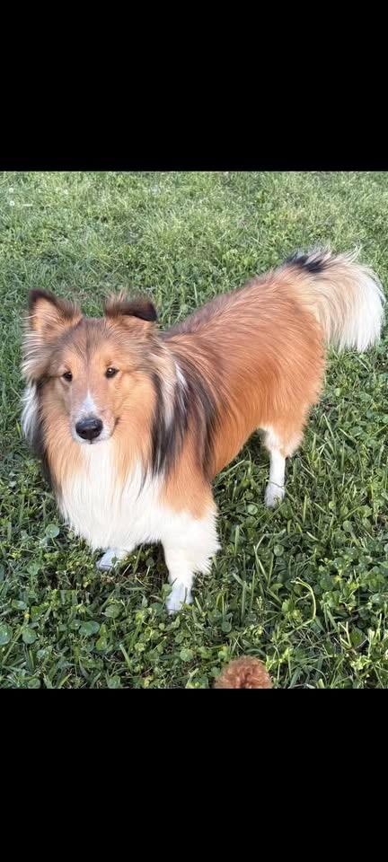 Jazz, a Adoptable Shetland Sheepdog / Sheltie image 2/2