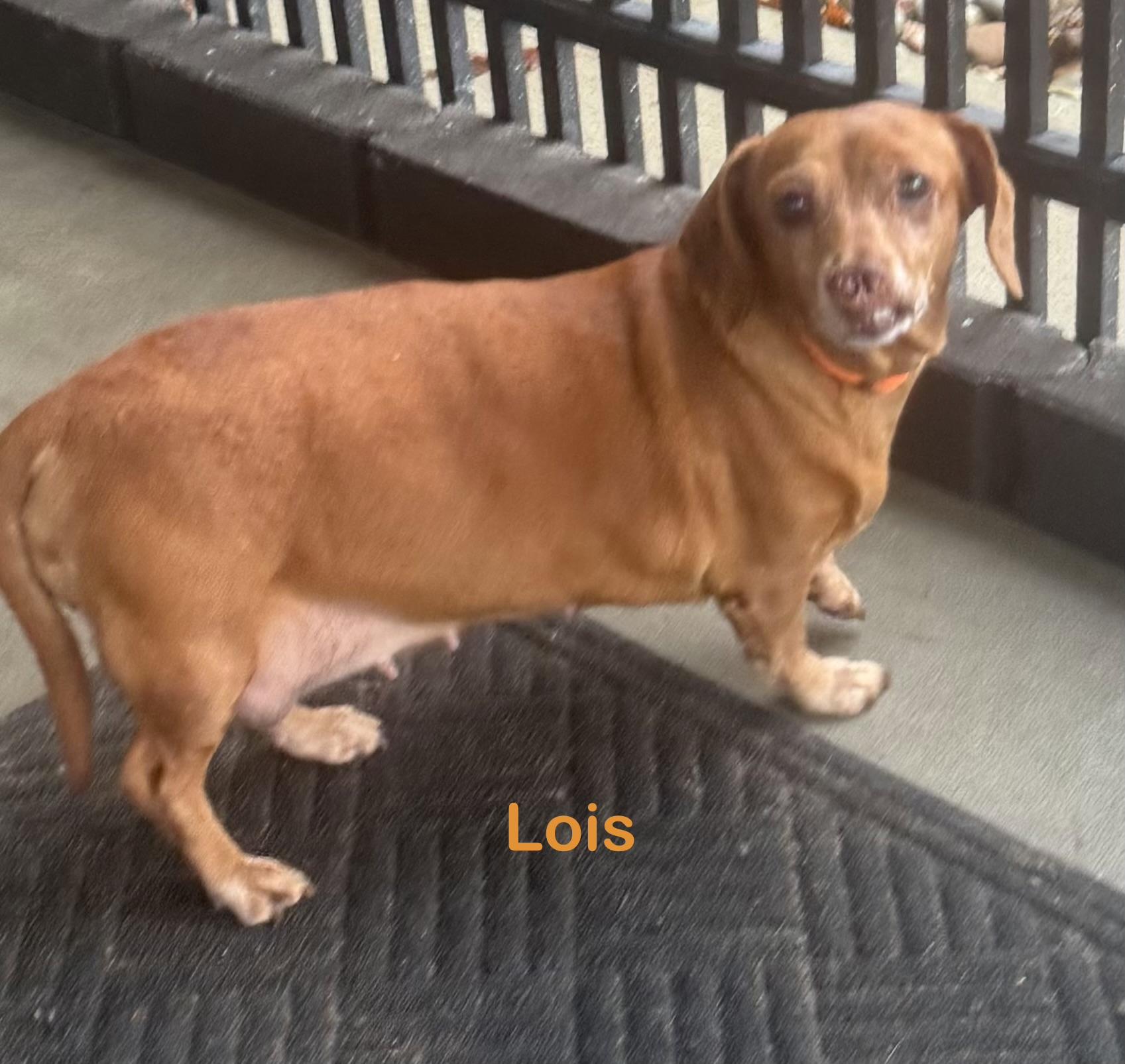 Lois PULLED BY RESCUE , adopted, Senior Female Chihuahua.