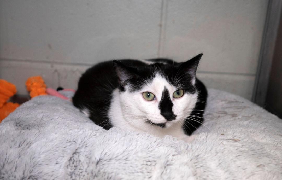 Enlarge Harley, a ADOPTABLE mixed breed in Old Bridge, NJ image 1/1