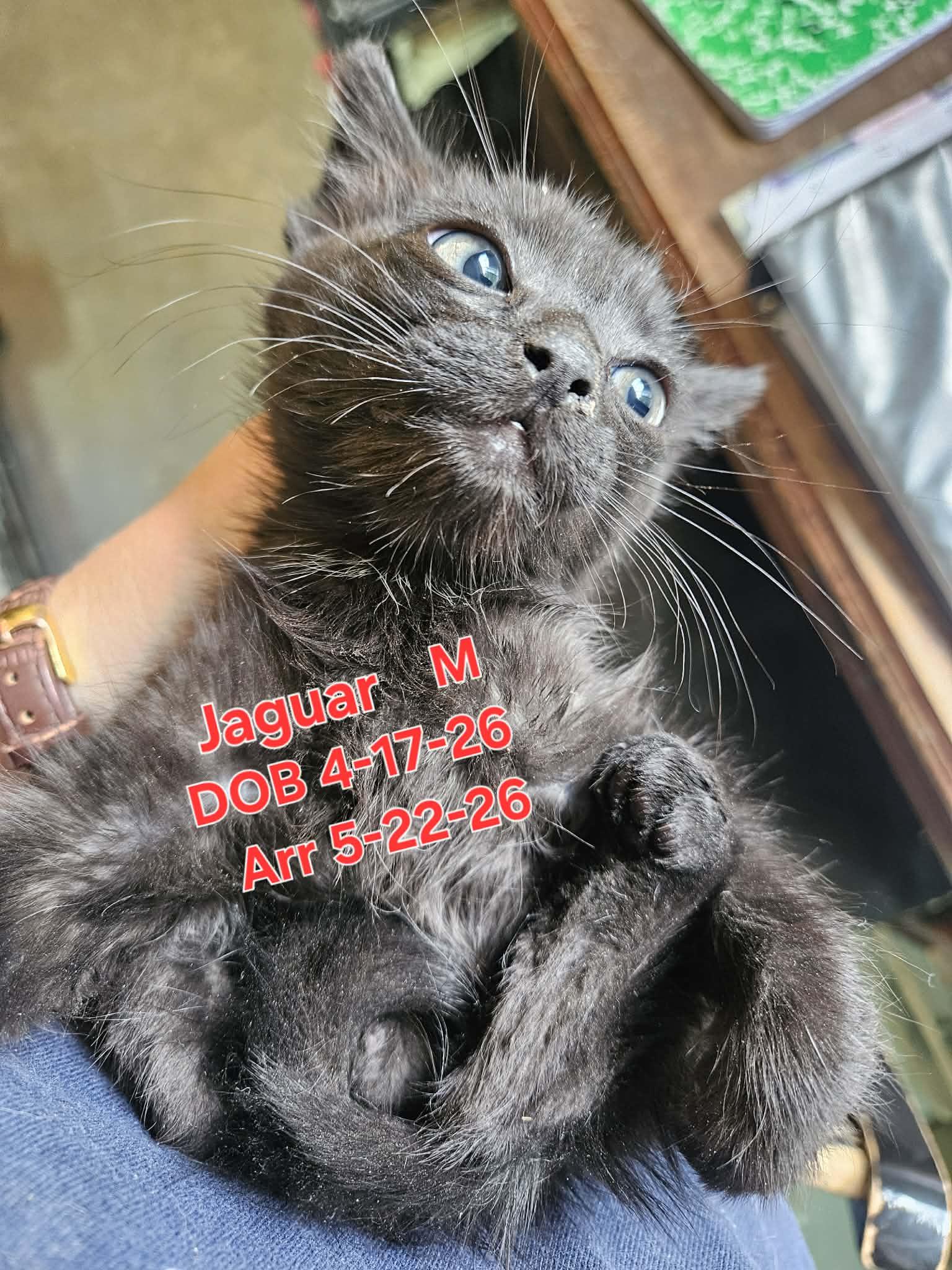 Enlarge Jaguar, a Adoptable Domestic Short Hair in Nucla, CO image 1/1