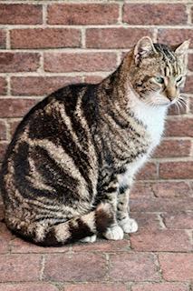 Enlarge Saffron, a Adoptable Tabby in Ladson, SC image 5/5