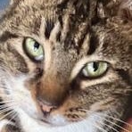Enlarge Saffron, a Adoptable Tabby in Ladson, SC image 1/5