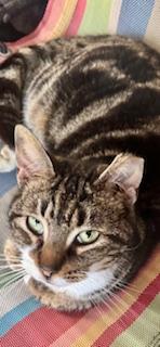 Enlarge Saffron, a Adoptable Tabby in Ladson, SC image 4/5