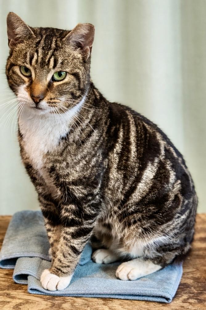 Enlarge Saffron, a Adoptable Tabby in Ladson, SC image 3/5