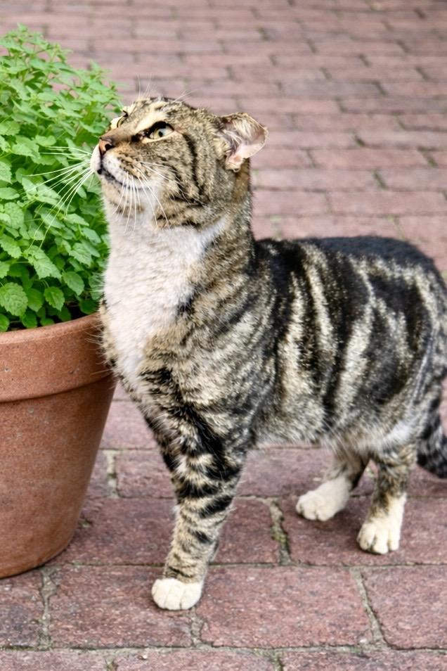 Enlarge Saffron, a Adoptable Tabby in Ladson, SC image 2/5