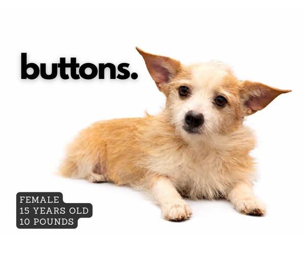 Buttons, Adoptable, Senior Female Terrier.