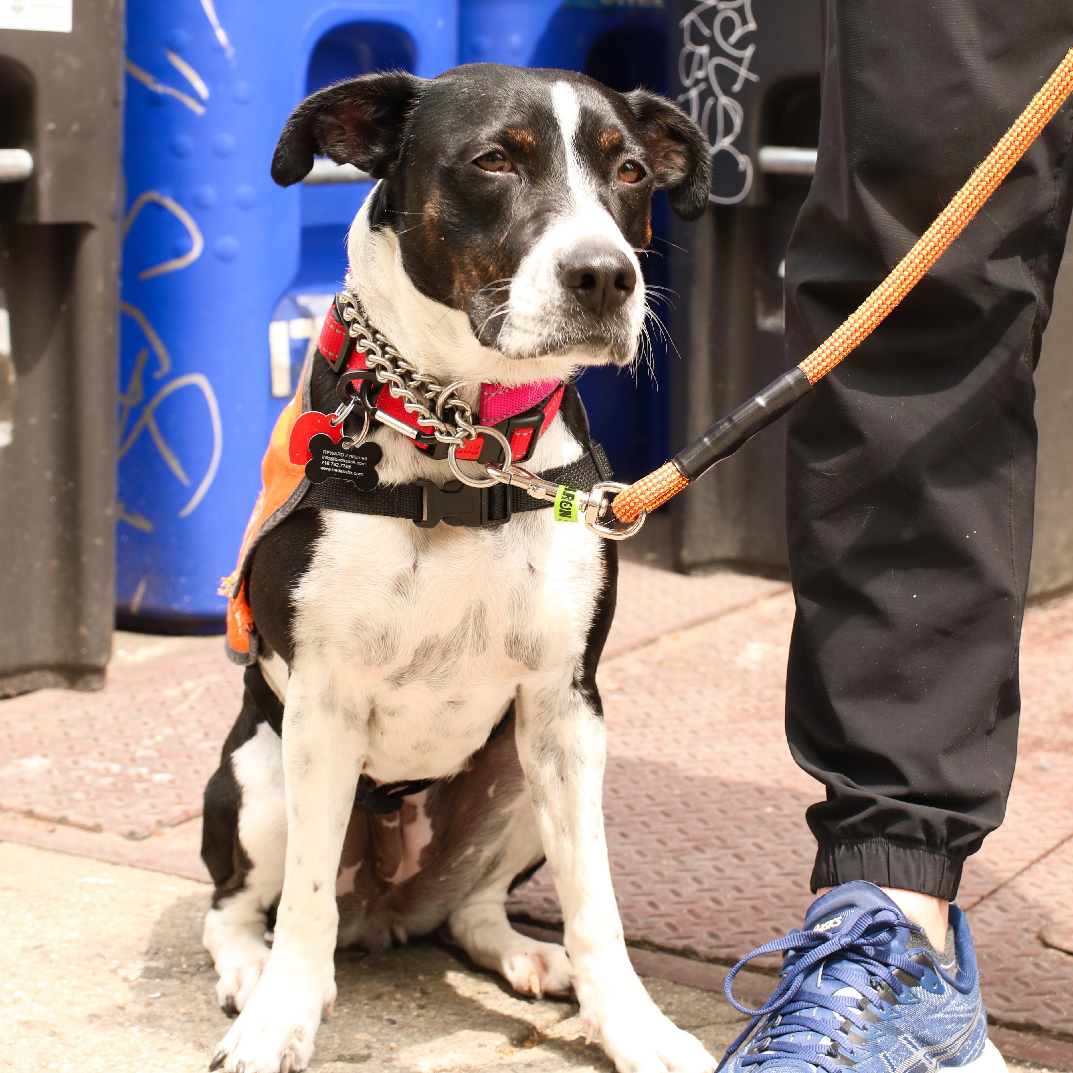 Freret, a ADOPTABLE mixed breed in Brooklyn, NY image 1/3