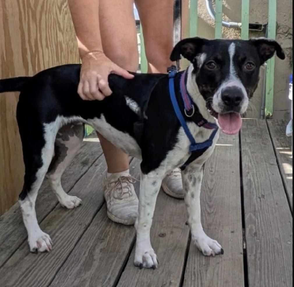Freret, a ADOPTABLE mixed breed in Brooklyn, NY image 3/3