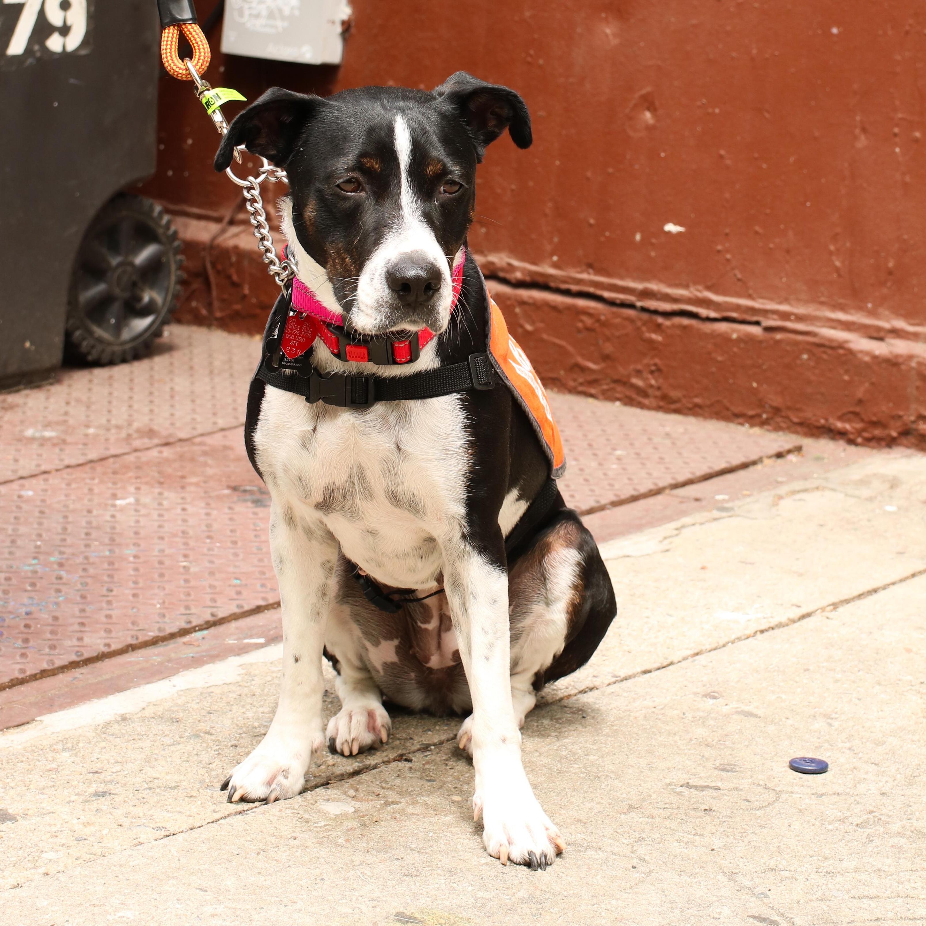 Freret, a ADOPTABLE mixed breed in Brooklyn, NY image 2/3