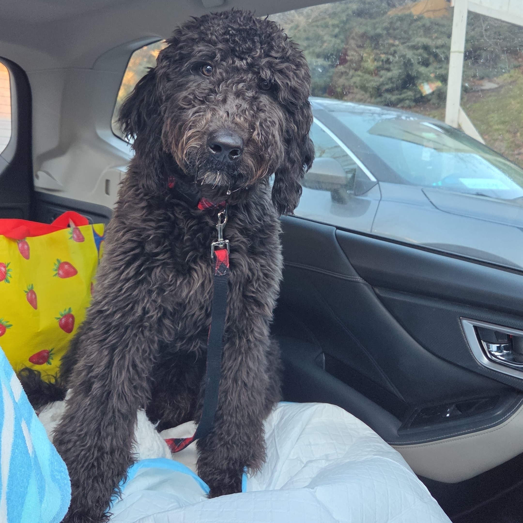 MOOSE MIDNIGHT (in NY) meet and greet, adopted, Puppy Male Aussiedoodle.
