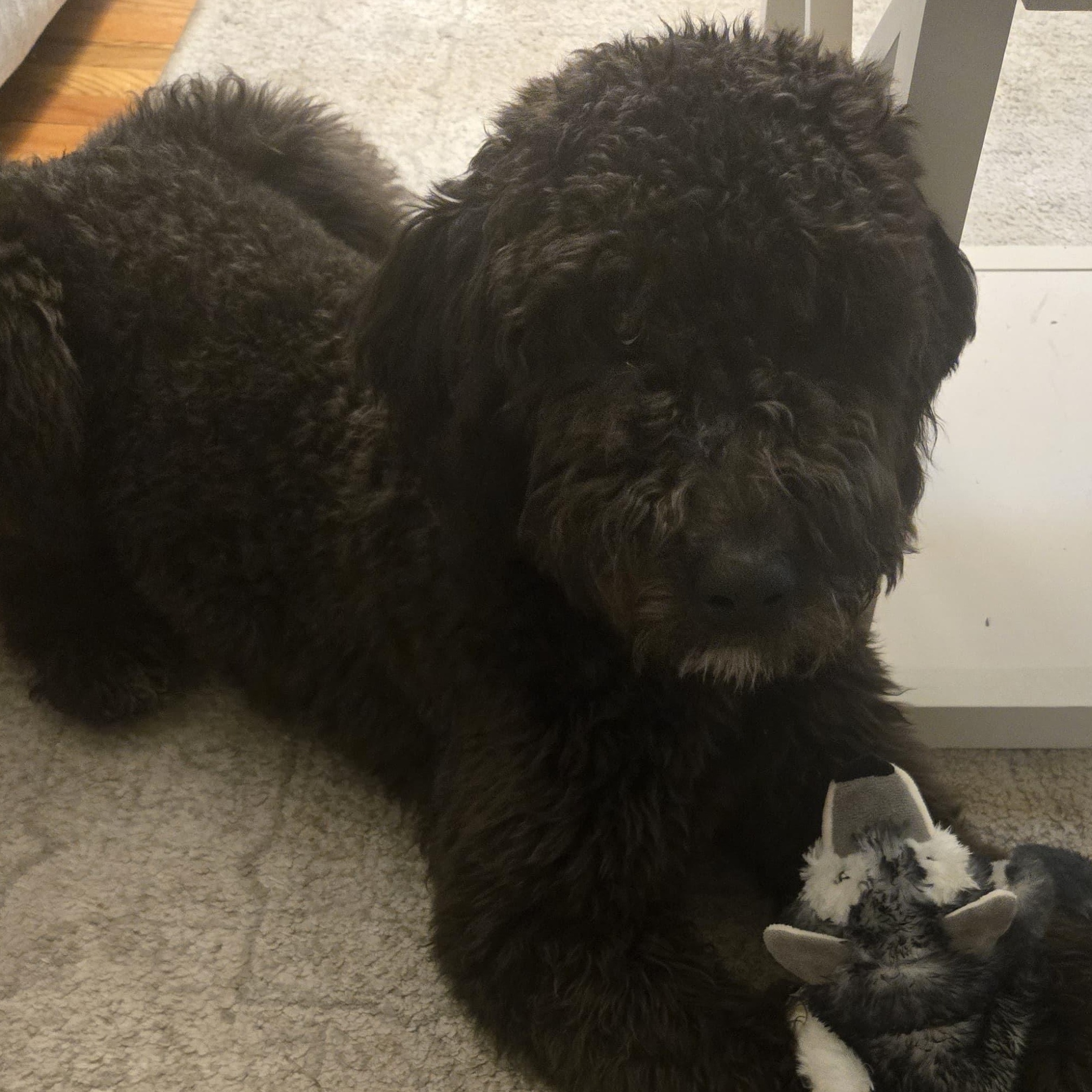 Enlarge MOOSE MIDNIGHT (in NY) meet and greet, an adopted mixed breed in New York, NY image 3/6