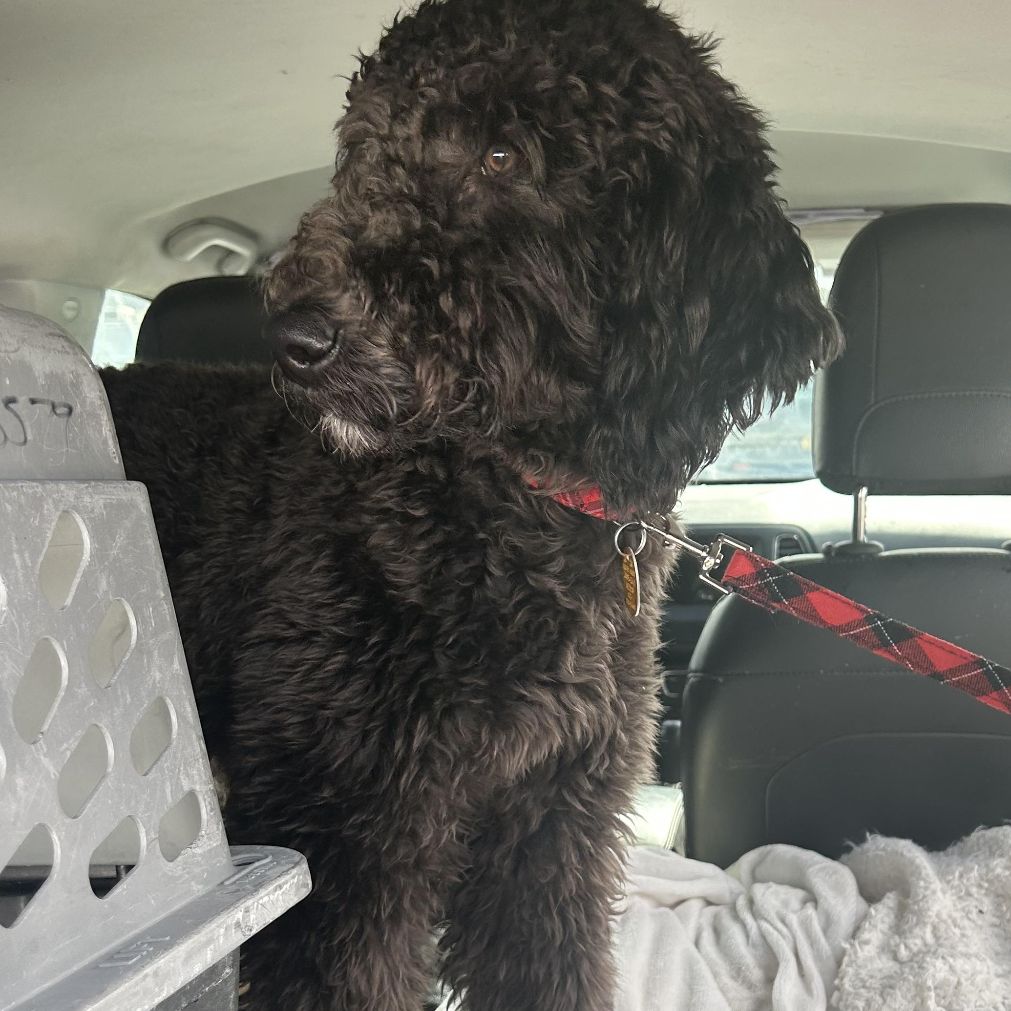 Enlarge MOOSE MIDNIGHT (in NY) meet and greet, an adopted mixed breed in New York, NY image 5/6