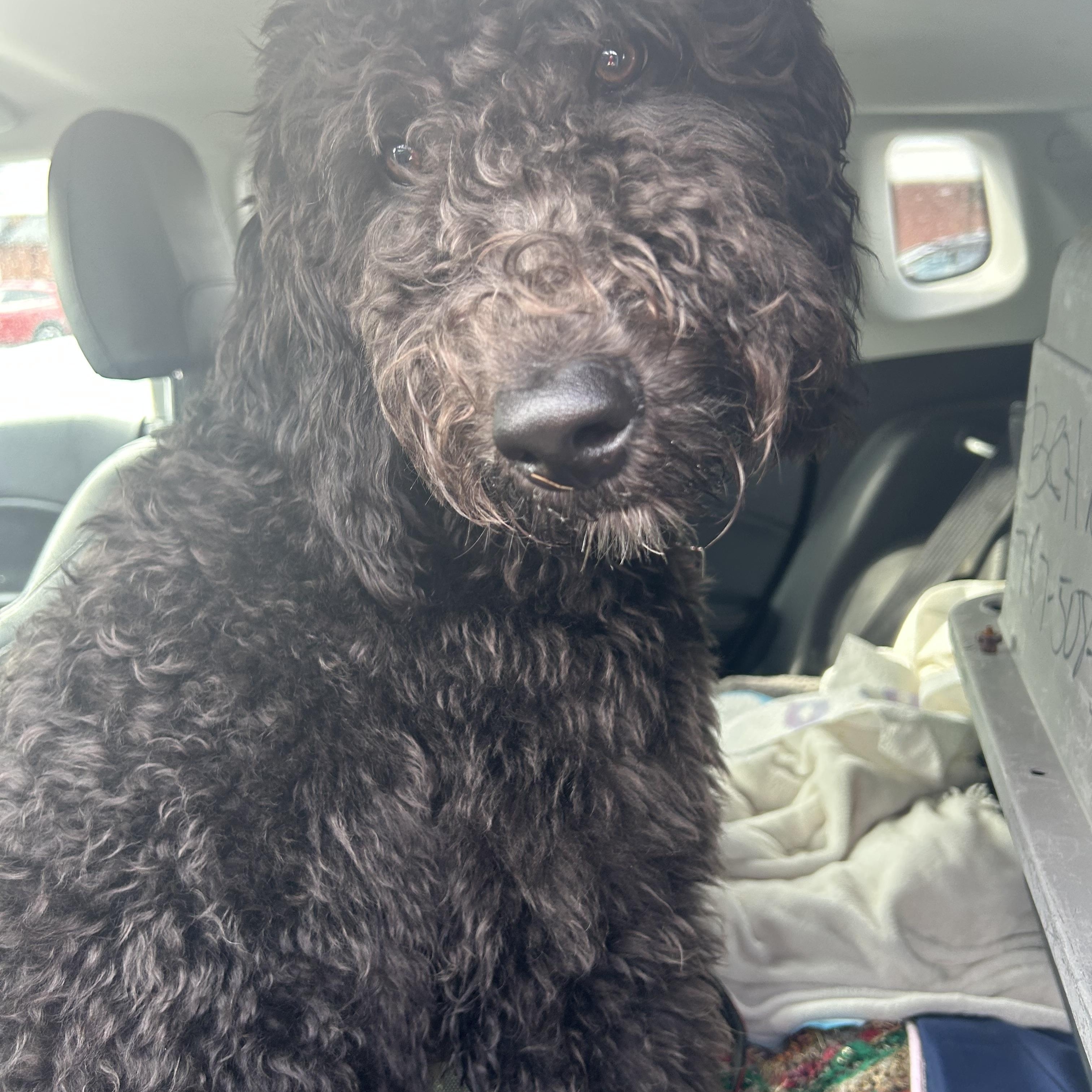 Enlarge MOOSE MIDNIGHT (in NY) meet and greet, an adopted mixed breed in New York, NY image 6/6