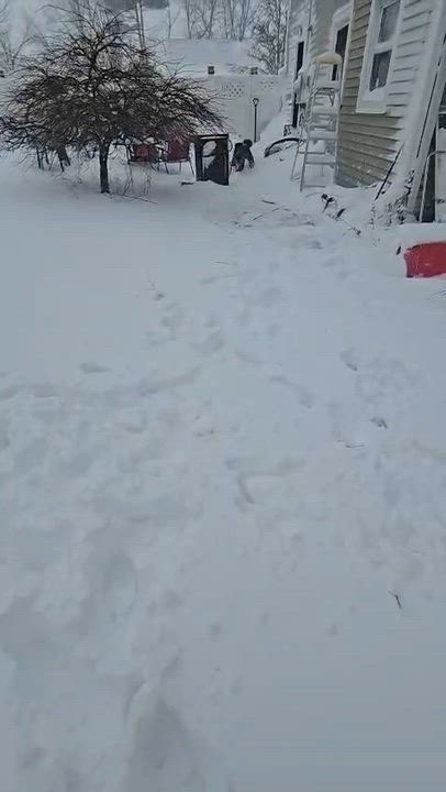 Enlarge MOOSE MIDNIGHT (in NY) meet and greet, an adopted mixed breed in New York, NY video 4/6