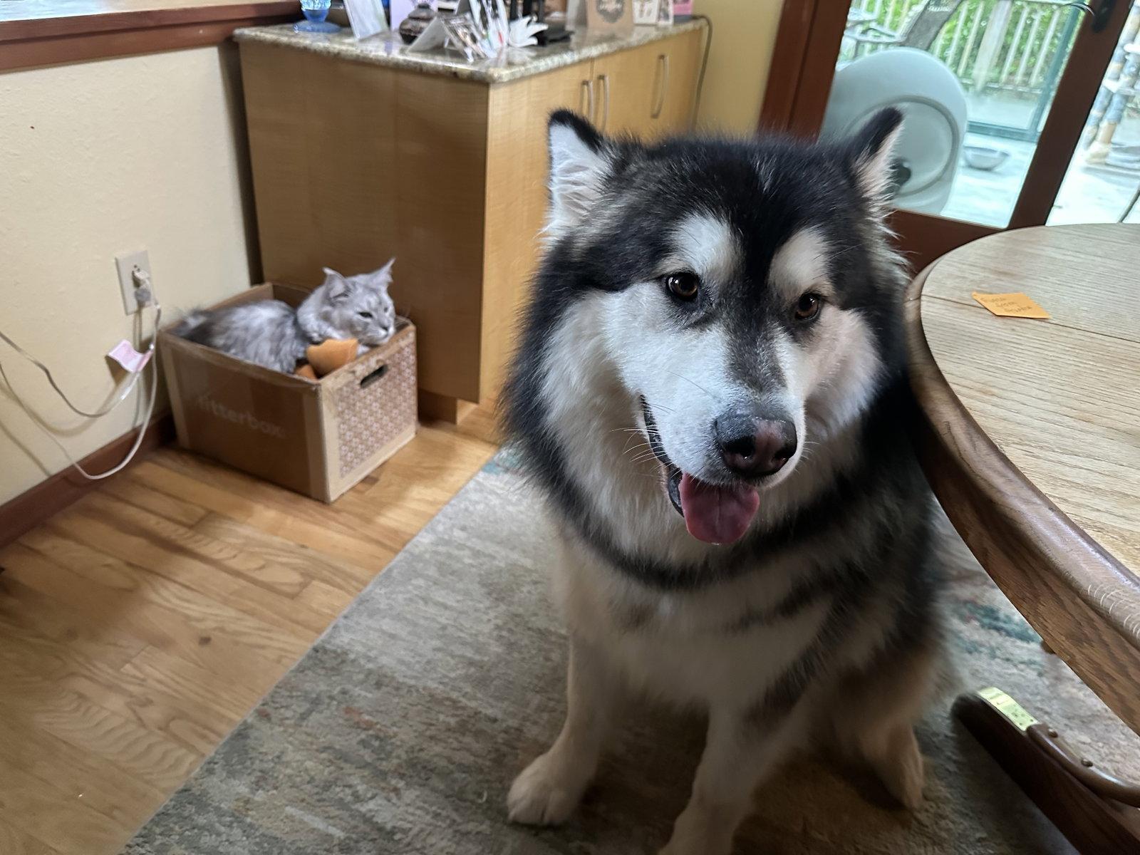 KUMA, Adoptable, Adult Male Alaskan Malamute.