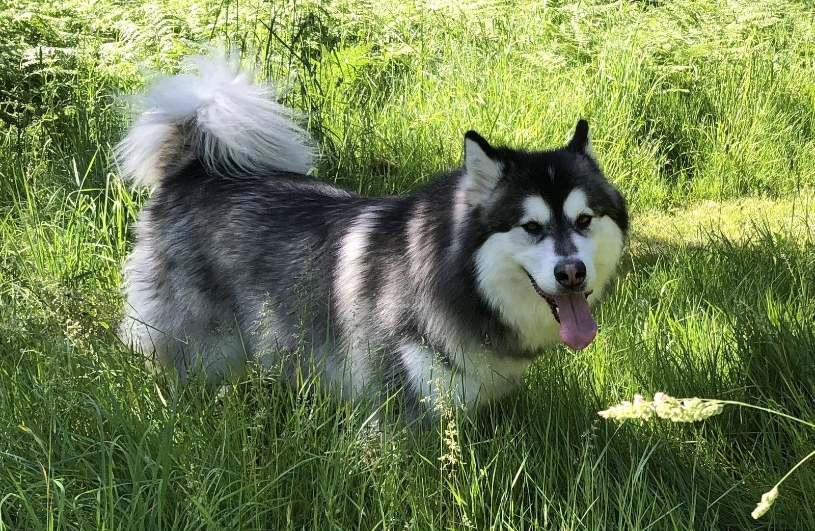 Enlarge KUMA, a Adoptable Alaskan Malamute in Seattle, WA image 2/3