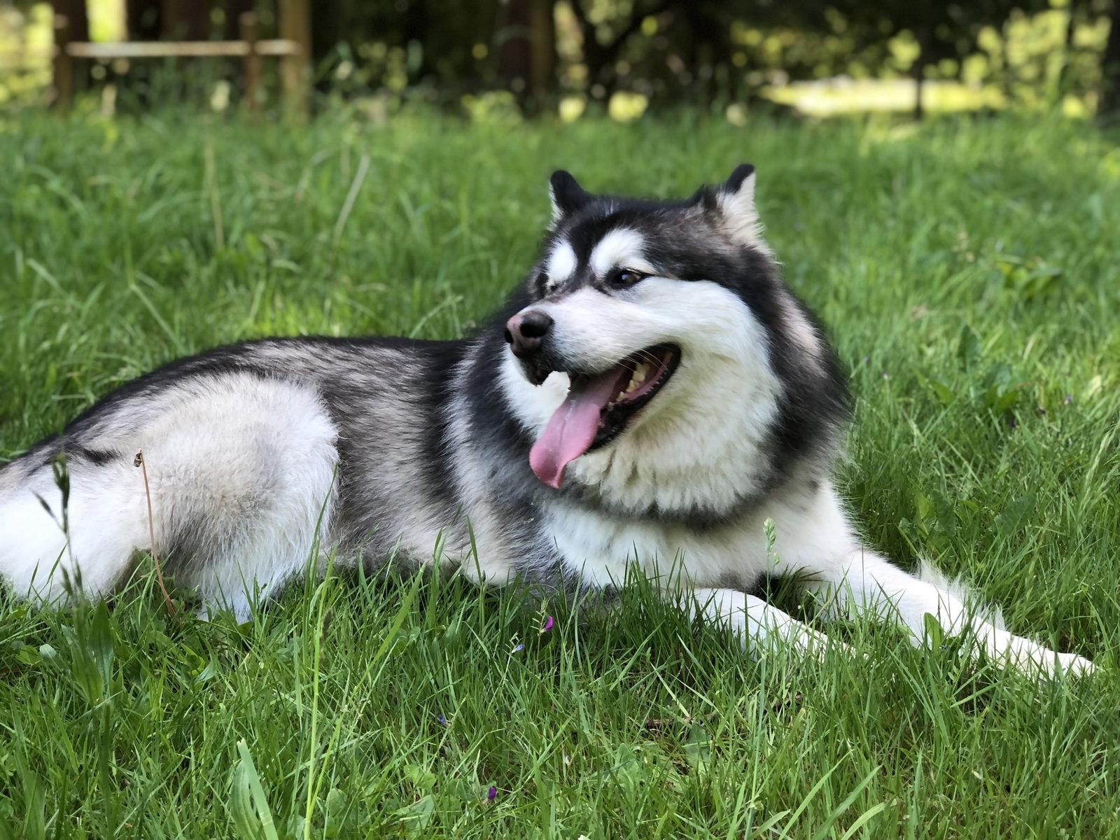 Enlarge KUMA, a Adoptable Alaskan Malamute in Seattle, WA image 3/3