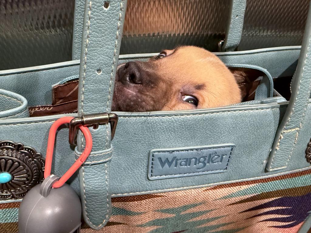 Wrangler, Adoptable, Young Male Black Mouth Cur & Labrador Retriever.